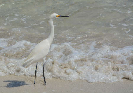 Snowy Egret on the beach of Johns pass at the Gulf of Mexico, Floridaの写真素材