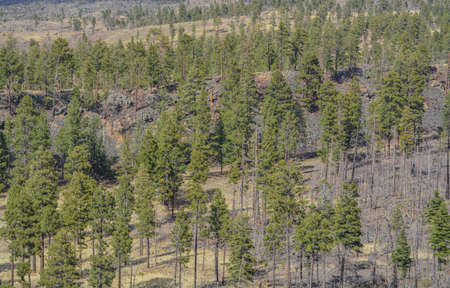 Beautiful view of the high altitude in Apache Sitgreaves National Forest on the White Mountains, Arizonaの写真素材