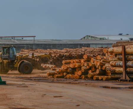 Logs stacked at the lumber mill ready to be cut into lumber. Located in Eureka, Humboldt County, Californiaの写真素材