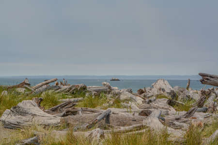 Driftwood on the Pacific Ocean beach of Crissey Field State Park. In the Pacific Coast town of Brookings, Oregonの写真素材