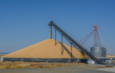 Conveyor belt used to pile massive amounts of wheat in Fenn, Idaho County, Idahoの写真素材