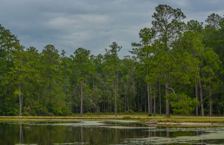 View of Geiger Lake in the wilderness of Pine Belt Region of Hattiesburg, Mississippiの写真素材