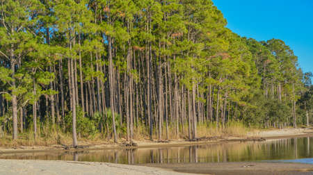 The tree lined beach on Hammock Bay in Freeport, Walton County, Floridaの写真素材
