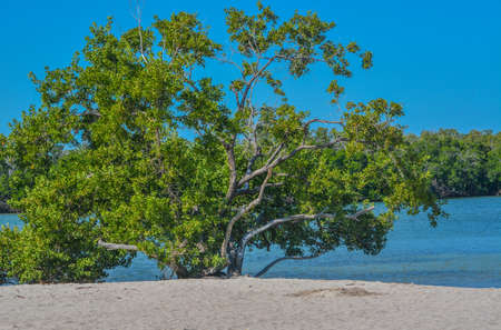 Mangroves in the Florida Keys on Sombrero Beach, Marathon, Floridaの写真素材