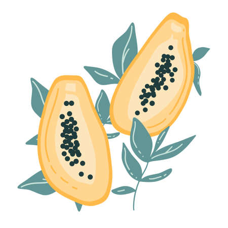 Papaya hand drawn. Vector colorful set. Tropical and exotic fruit with leaf. Simple positive drawing. Ideal for print, wall art, poster.のイラスト素材