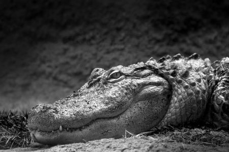 an alligator laying on the shore watchingの写真素材