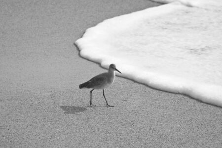 a solitary Willet walking on the beachの写真素材