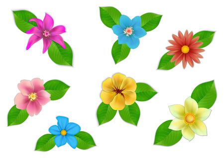 Big set of beautiful vector flowers on white background.のイラスト素材