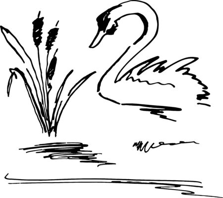 Hand drawn ink flourish sketch set of Sugar cane and swan. Vector sketch illustration. black and whiteのイラスト素材