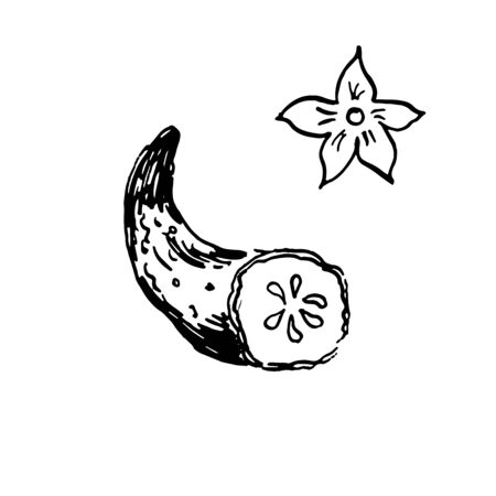 half of fresh cucumber with a blossom. hand drawn ink sketch. vector illustration. isolatedのイラスト素材