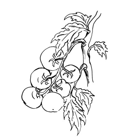vector sketch of a branch of tomatos. outline drawingのイラスト素材