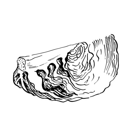 section of cabbage vector sketch. Hand drawn illustration isolated on white backgroundのイラスト素材