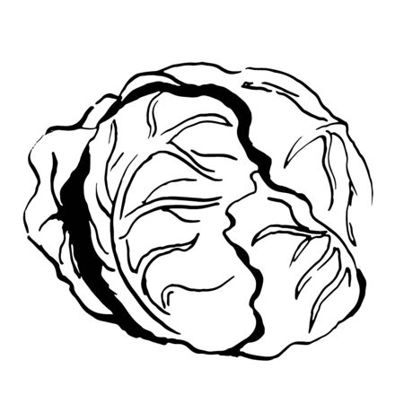 head of cabbage vector sketch. Hand drawn illustration isolated on white backgroundのイラスト素材