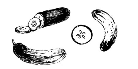fresh cucumber and slices. set hand drawn ink sketch. vector illustrationのイラスト素材