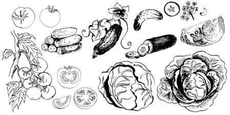 set of ink sketches of vegetables. hand drawn ink sketch. vector illustration. isolatedのイラスト素材