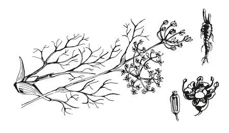 botanic illustration of fennel hand drawn by inkのイラスト素材