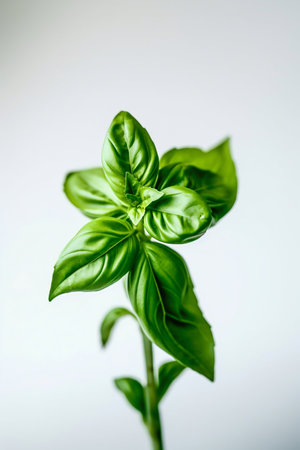 Macro Photo of Basil on White Background. Generative AI. high quality illustrationの素材