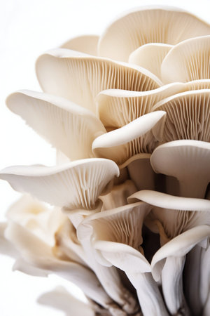 Oyster Mushrooms Isolated on White Background. Generative AI. high quality illustrationの素材