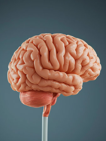 Human Brain Illustration from Various Angles. Generative ai. High quality illustrationの素材