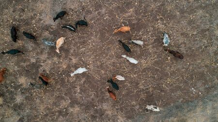 livestock grazing in the maasai village in Arusha, Tanzaniaの写真素材