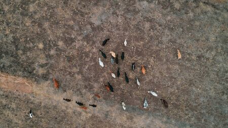 livestock grazing in the maasai village in Arusha, Tanzaniaの写真素材