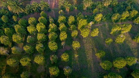 aerial view of the Kizimbani spice farm, Zanzibarの写真素材