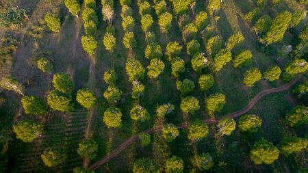 aerial view of the Kizimbani spice farm, Zanzibarの写真素材