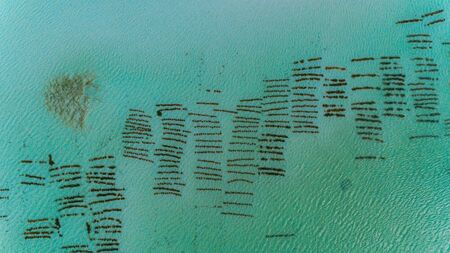 sea weed plantation, Zanzibarの写真素材