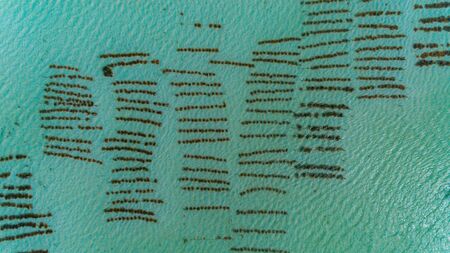 sea weed plantation, Zanzibarの写真素材