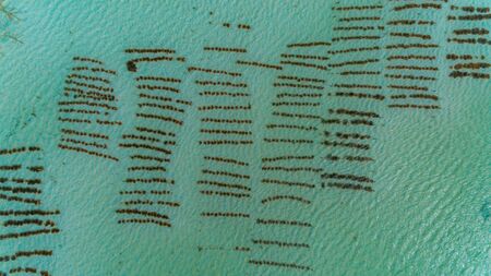 sea weed plantation, Zanzibarの写真素材