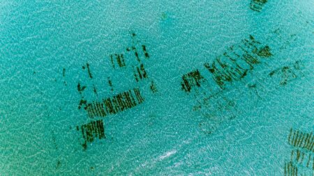 sea weed plantation, Zanzibarの写真素材