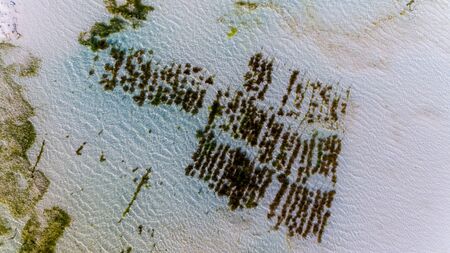 sea weed plantation, Zanzibarの写真素材