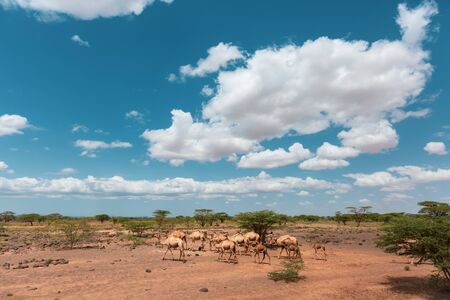 camela walking on the chalbi desertの写真素材