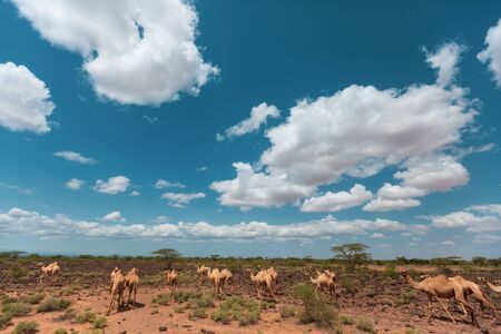 camela walking on the chalbi desertの写真素材