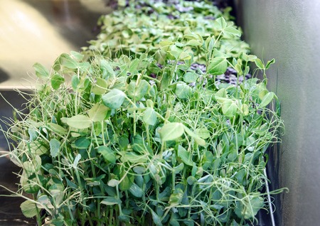 Microgreen Pea Sprouts (Afila Cress) with selective focus, close-upの写真素材