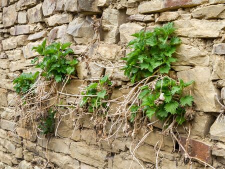 Fresh and dried plants on the wall of natural stone in daylight. Generation change. The harsh nature of the mountainous regions of the Caucasusの写真素材