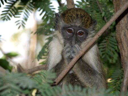 Gambian Green Vervet Monkey nearby Kotu Beach
