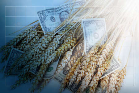 Blue business background with grid and dollars and corn ears.の写真素材