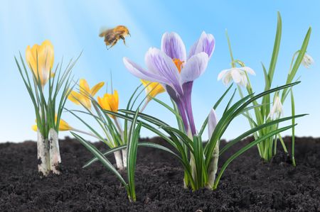 Spring flowers illuminated by sunshine with flying bumblebeeの写真素材