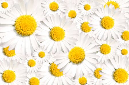 Floral background of common daisy flowersの写真素材