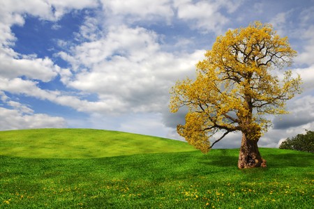 Old oak tree in the field with blue cloudy skyの写真素材
