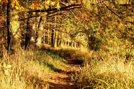 Path through the woodsの写真素材