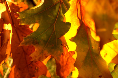 Oak leavesの写真素材