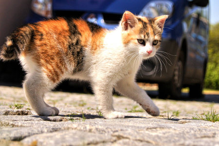 Small kittenの写真素材