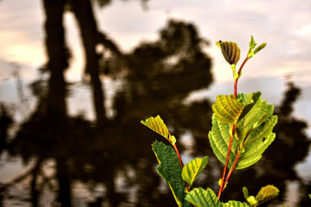Tree on the waterの写真素材