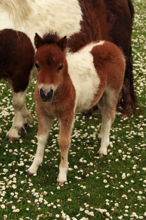 Tan And White Shetland Pony Foalの写真素材