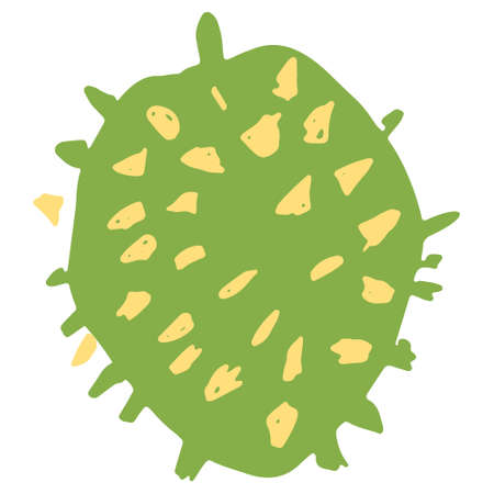 durian hand drawn illustration in organic style isolatedのイラスト素材