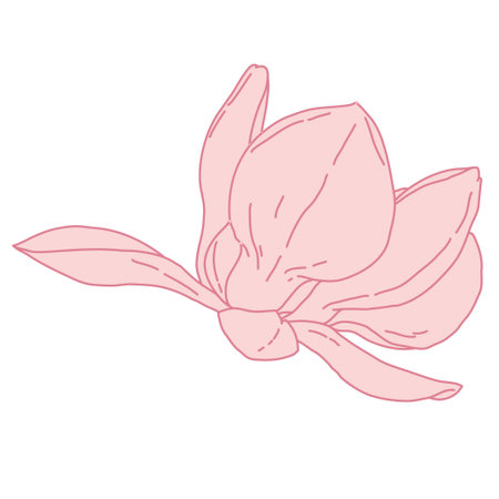 Magnolia flower blooming art. Hand drawn realistic detailed vector illustration. Pink line filled clipart isolated.のイラスト素材