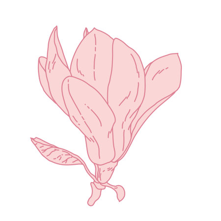Magnolia flower blooming art. Hand drawn realistic detailed vector illustration. Pink line filled clipart isolated.のイラスト素材