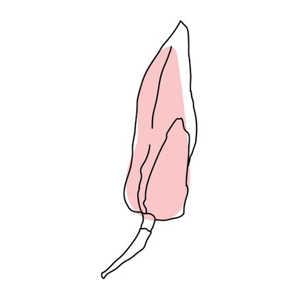 Magnolia flower bud art. Hand drawn realistic detailed vector illustration. Black outline and pink shape clipart isolatedのイラスト素材
